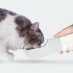 Traveling Out Portable Dog Water Dispenser - Image 5