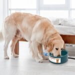 1Pc Heated Water Bowl For Dog Cat 74.4OZ Heating Water Dish IP67 Waterproof Thermal Water Bowl Heated Pet Bowl Dog Cat Water Feeder Bowl For Dog Cat Rabbit Pet - Image 4